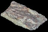 Devonian Petrified Wood (Callixylon) Section - Oldest True Wood #91795-1